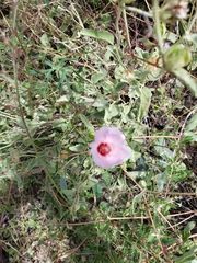 Hibiscus denudatus