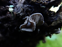 Entoloma byssisedum