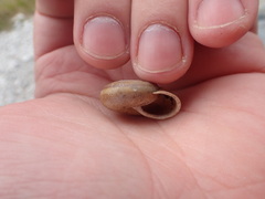 Campylaea illyrica