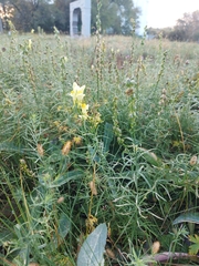 Linaria vulgaris