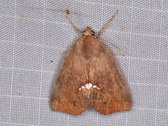 Hypsoropha hormos