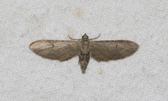 Eupithecia innotata