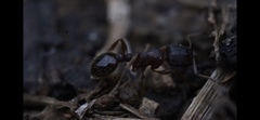 Tetramorium