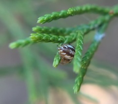 Pelegrina pervaga