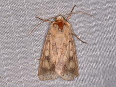 Helicoverpa zea