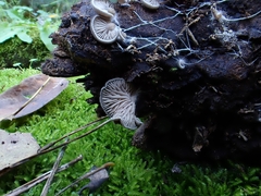Entoloma byssisedum
