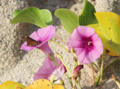 Asbolis capucinus