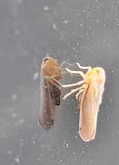 Omolicna