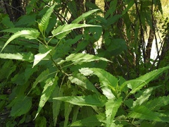 Ambrosia ambrosioides