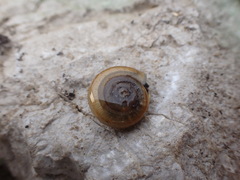 Campylaea illyrica