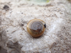 Campylaea illyrica