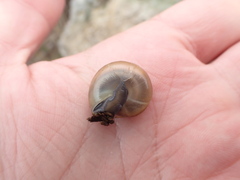 Campylaea illyrica