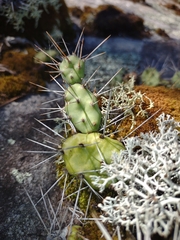 Opuntia drummondii