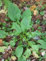 Symphyotrichum cordifolium