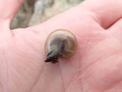 Campylaea illyrica