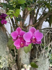 Phalaenopsis