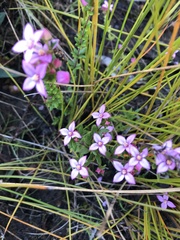 Boronia edwardsii