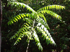 Juglans hindsii