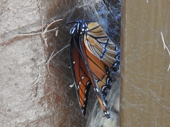 Limenitis archippus obsoleta
