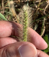 Setaria parviflora