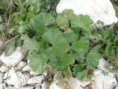 Alchemilla vulgaris