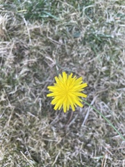 Scorzoneroides autumnalis