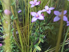 Boronia edwardsii