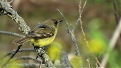 Pseudocolopteryx flaviventris