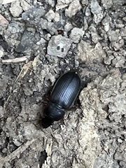 Harpalus