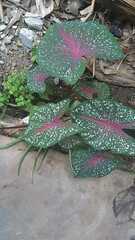 Caladium bicolor