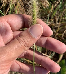 Setaria parviflora