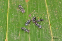Cephalotes multispinosus