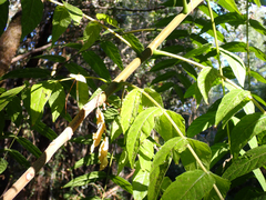 Juglans hindsii