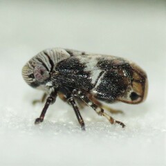 Clastoptera arizonana