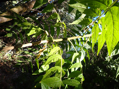 Juglans hindsii