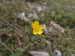 Ranunculus acris