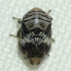Clastoptera arizonana