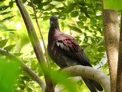 Patagioenas cayennensis