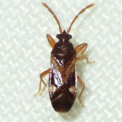 Tempyra biguttula