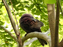 Patagioenas cayennensis