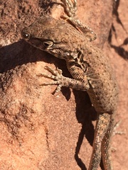 Uta stansburiana uniformis
