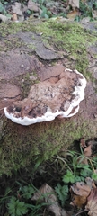 Ganoderma brownii