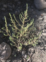 Amaranthus albus