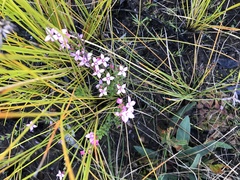 Boronia edwardsii