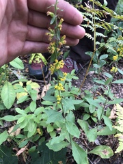 Solidago hispida