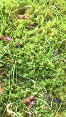 Rhytidiadelphus squarrosus