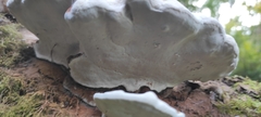 Ganoderma brownii
