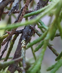 Pelegrina pervaga