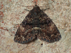 Metalectra richardsi