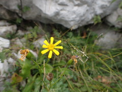 Jacobaea abrotanifolia